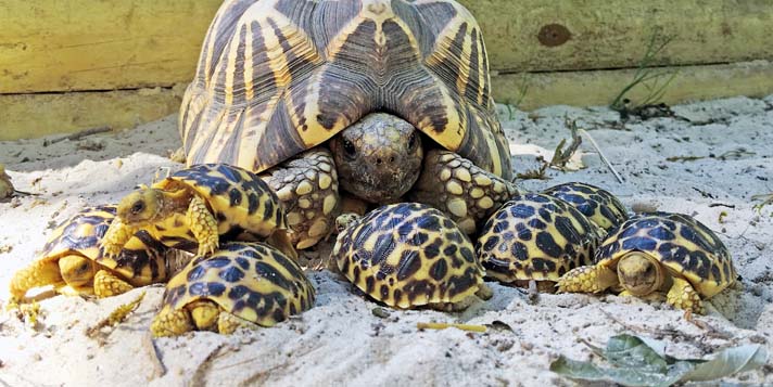 The Burmese Star Tortoise Reptiles Magazine