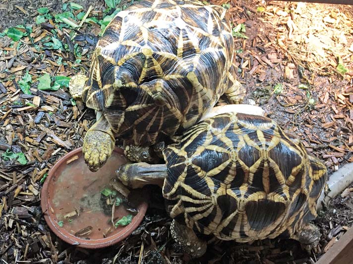 The Burmese Star Tortoise Reptiles Magazine