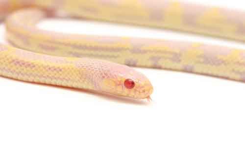 Albino california kingsnake