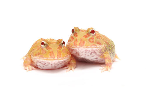 Pac Man Frog Care Sheet - Reptiles Magazine