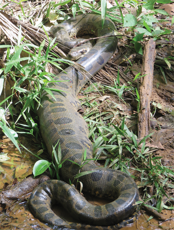 Herping The Peruvian Amazon Rainforest Reptiles Magazine