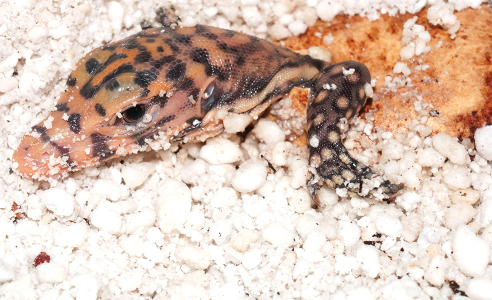 Asian water monitor hatchling