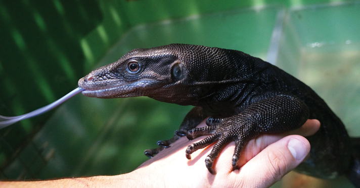 black dragon pet lizard