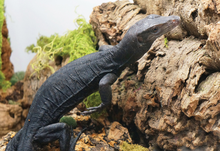 Asian water monitor