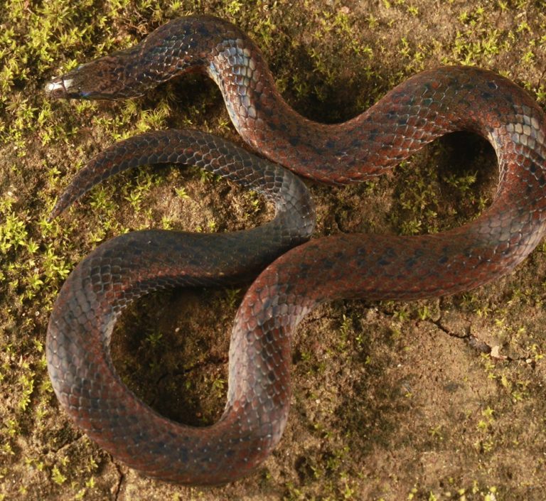 De Silva’s rough-sided snake