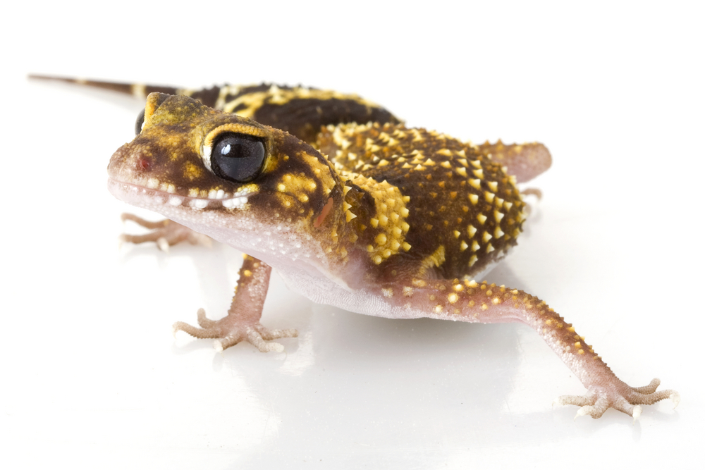 australian barking gecko