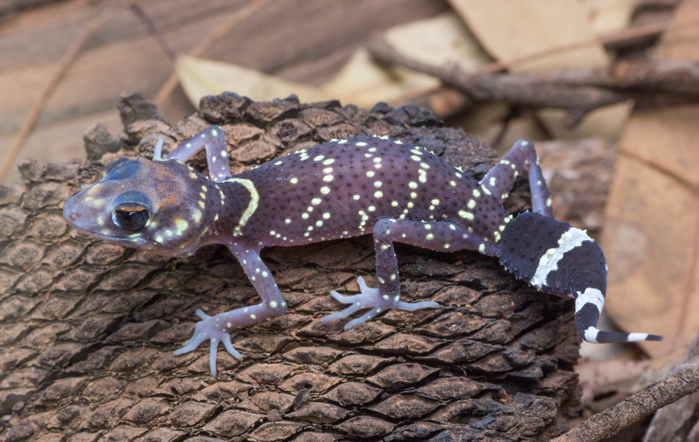 barking gecko