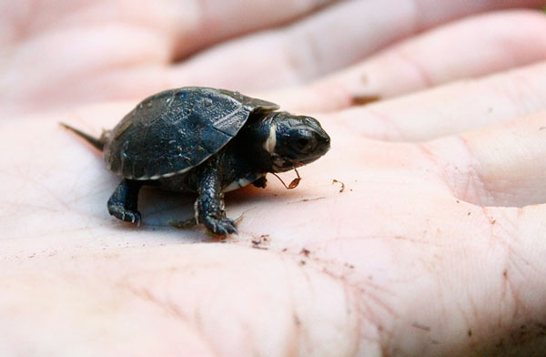 Hatchling bog turtle