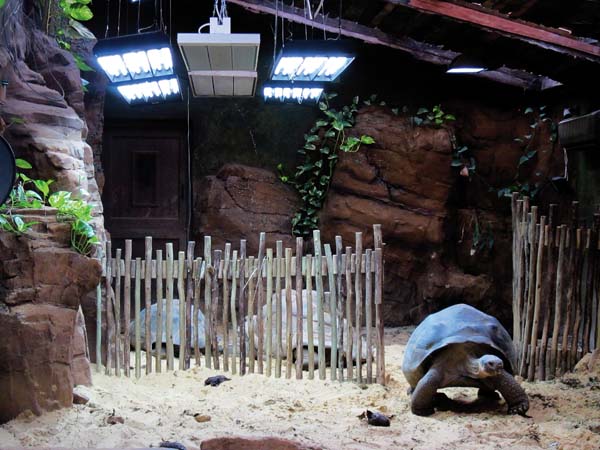 ndoor accommodations for Galapagos tortoises at ZSL London Zoo.
