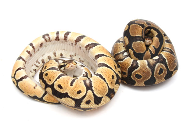 Ball python