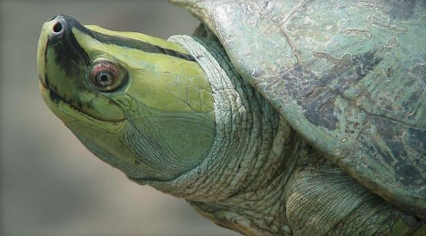 Myanmar roofed turtle