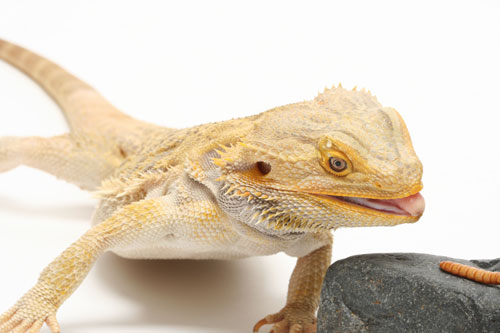 bearded dragon