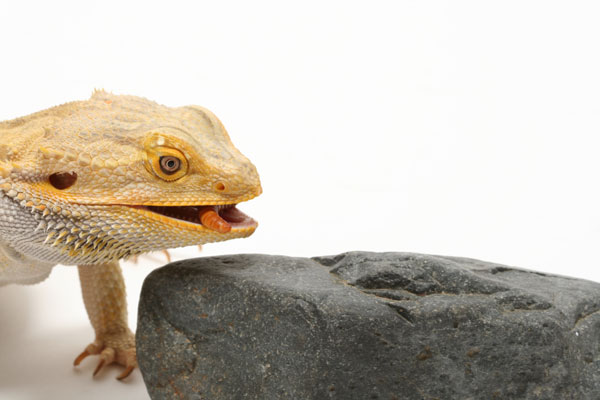 bearded dragon