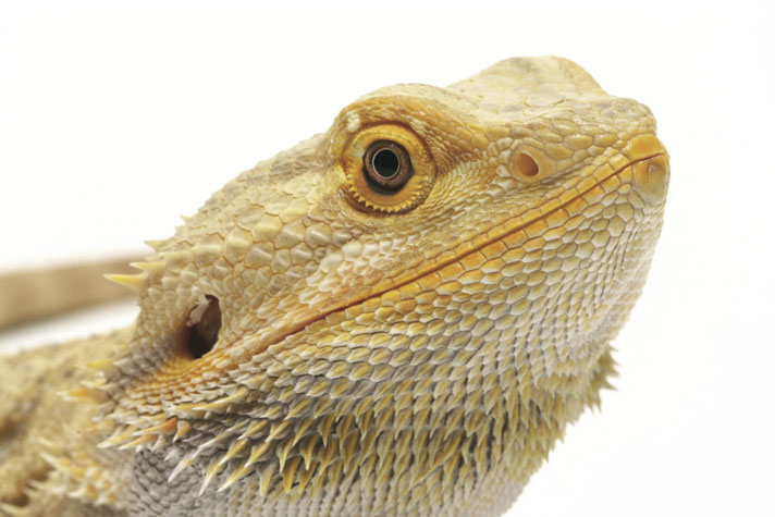 The Best Guide To Bearded Dragon Nutrition Reptiles Magazine