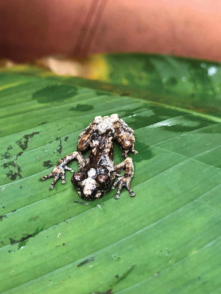 bird poop frog