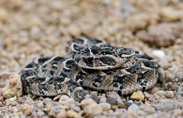 Bitis arietans