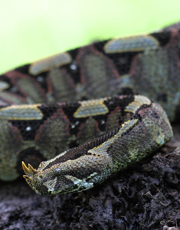 Bitis nasicornis