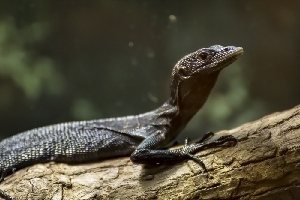types of pet monitor lizards