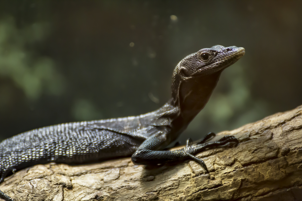 Black tree monitor