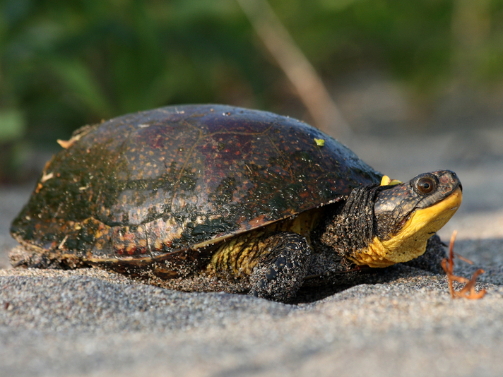 Blanding's turtle