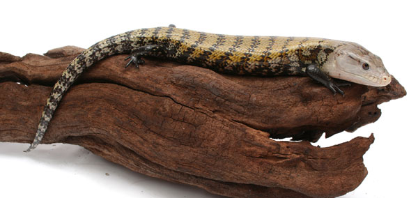 blue tongue skink