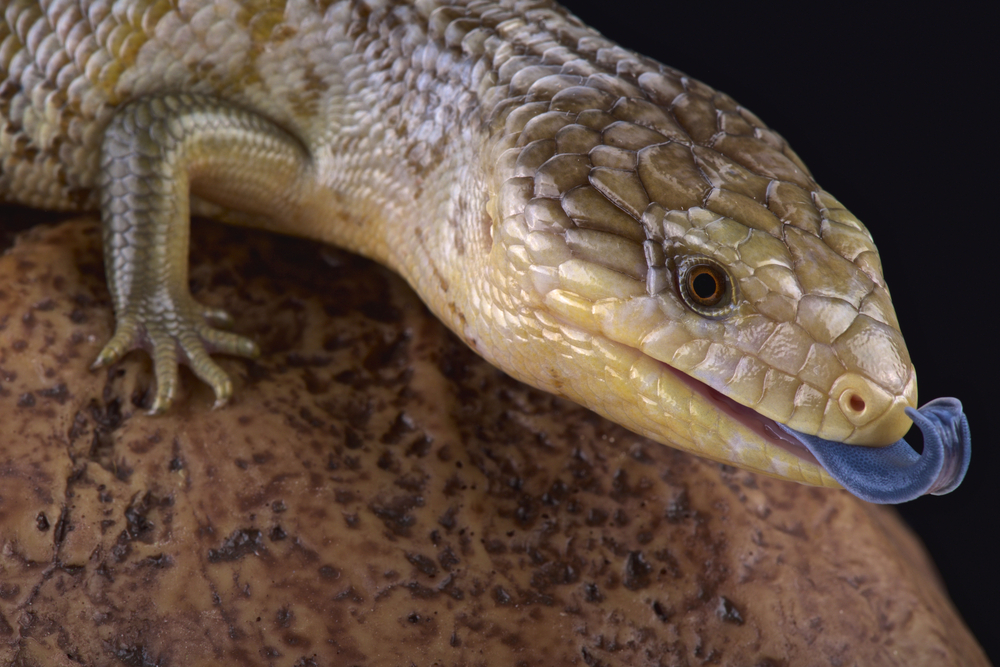 blue tongue skink