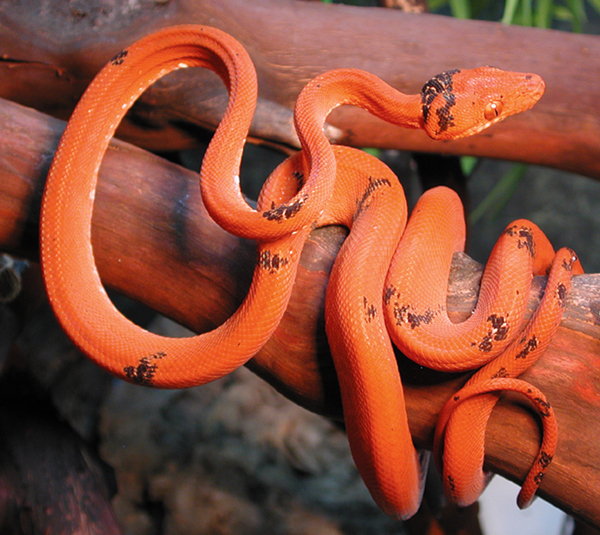 Amazon tree boa