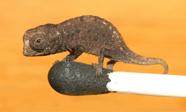 Contestant Bites Head Off Lizard On Discovery Channel Reality Show