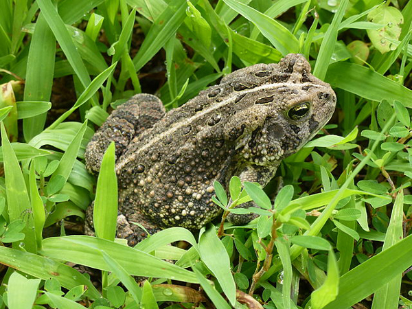 Fowler's toad