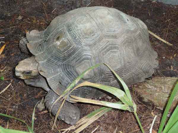 Burmese mountain tortoise