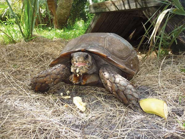 Burmese mountain tortoise