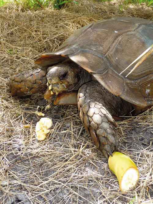 Burmese mountain tortoise