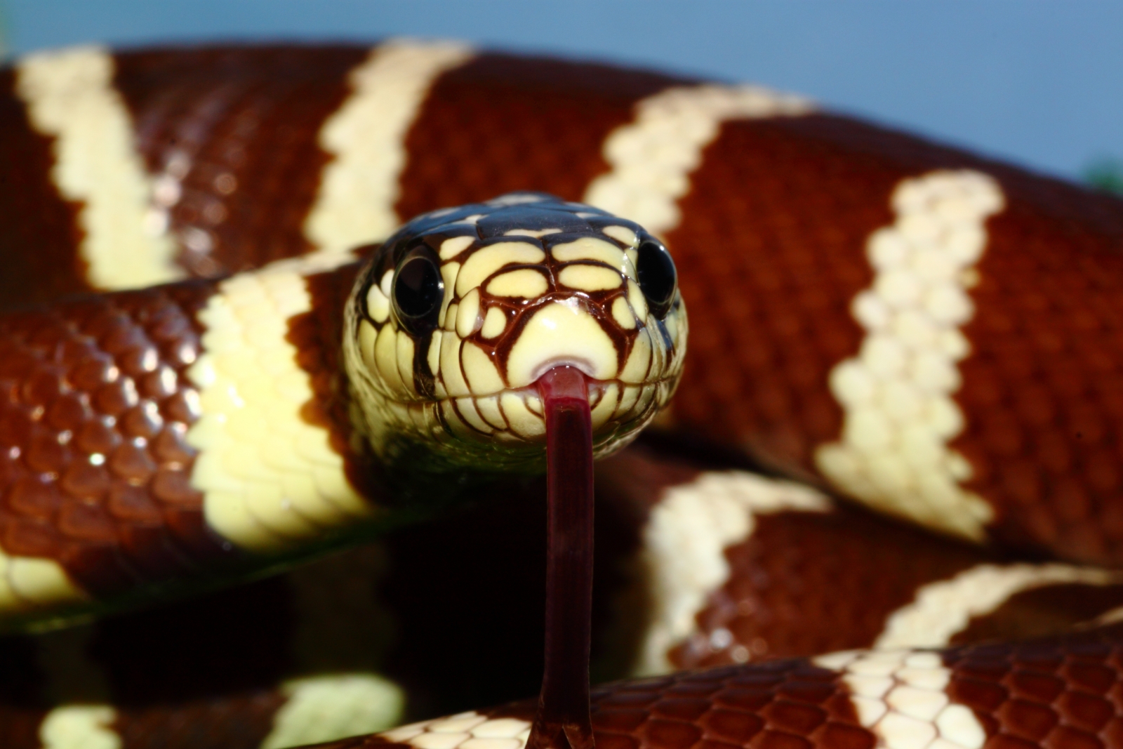 California kingsnake