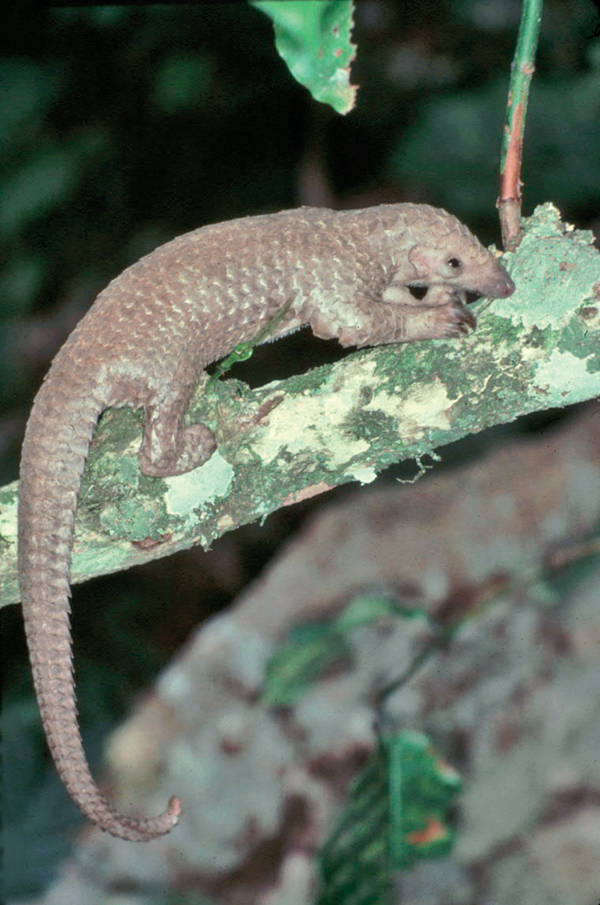 white bellied pangolin