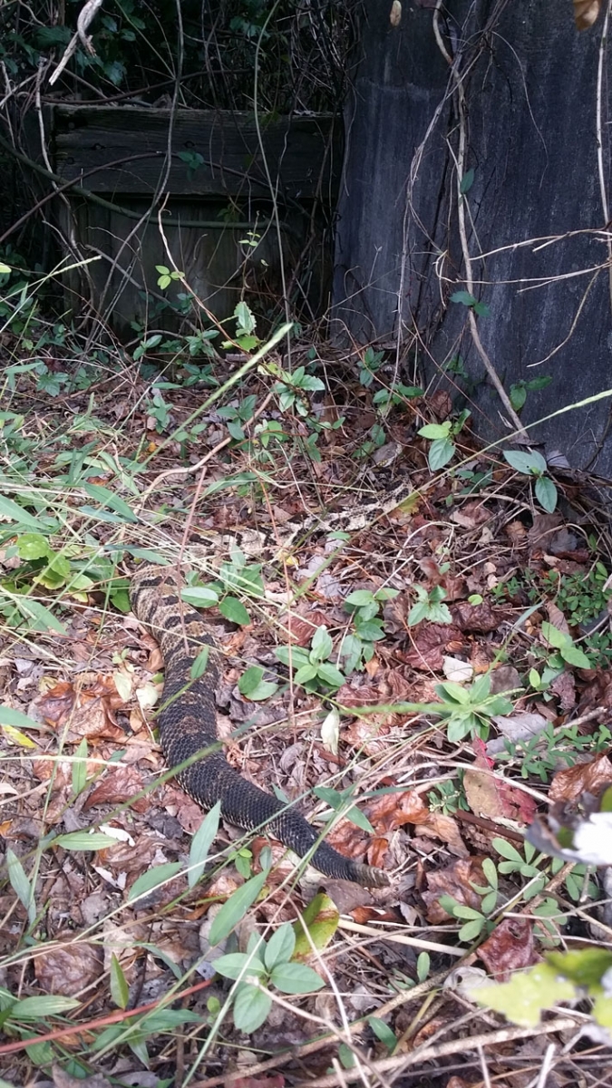 Timber rattlesnake