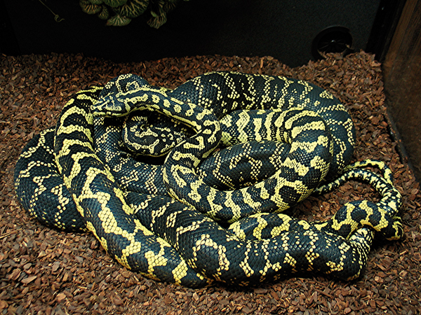 carpet python