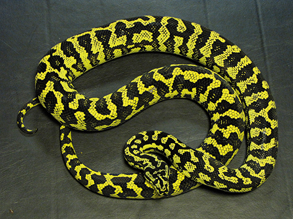 Carpet python