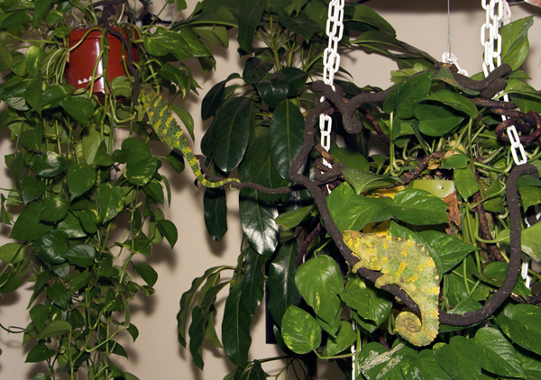 meller's chameleon caging