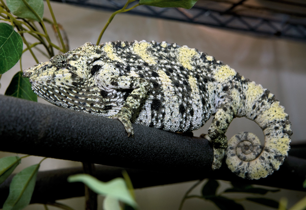 Meller's chameleon