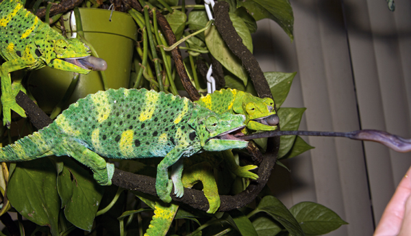 Meller's chameleon