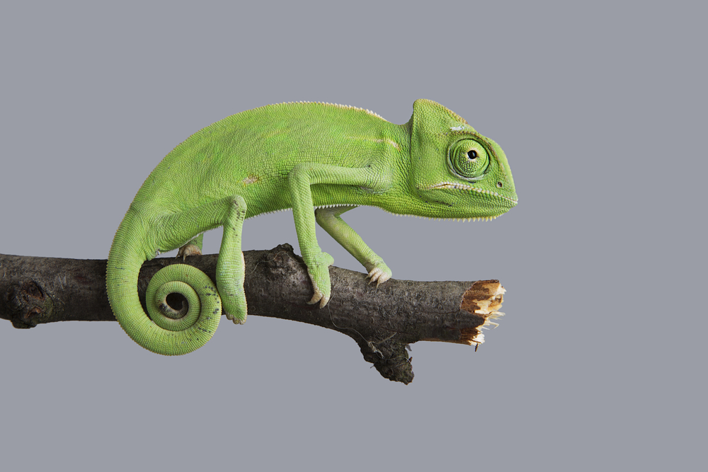 Jackson's chameleon