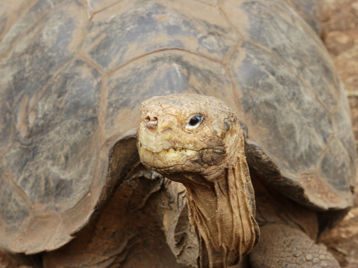 50 Year Captive Breeding Of Espanola Galapagos Tortoise Deemed A Success Reptiles Magazine