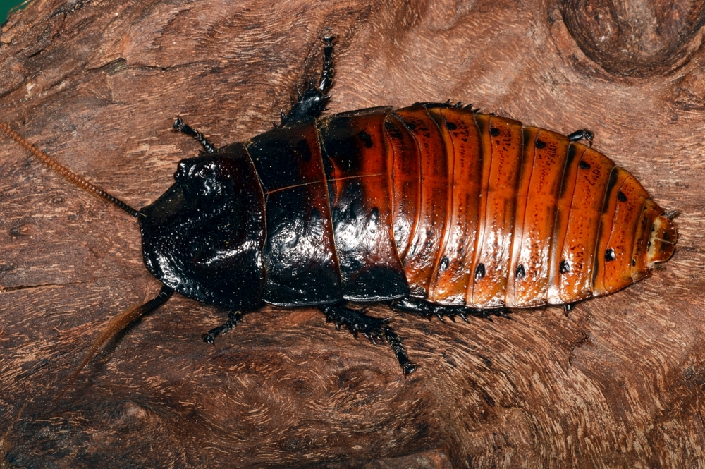 cockroaches