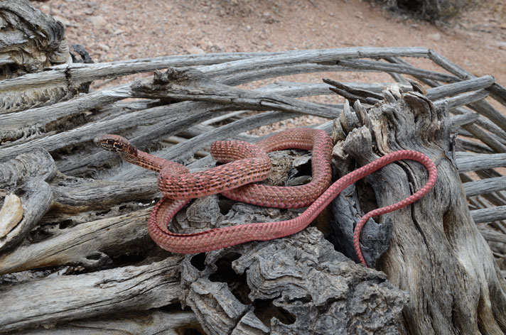 Coachwhip