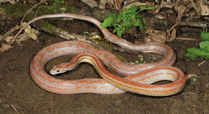 șarpe de porumb Terrazo