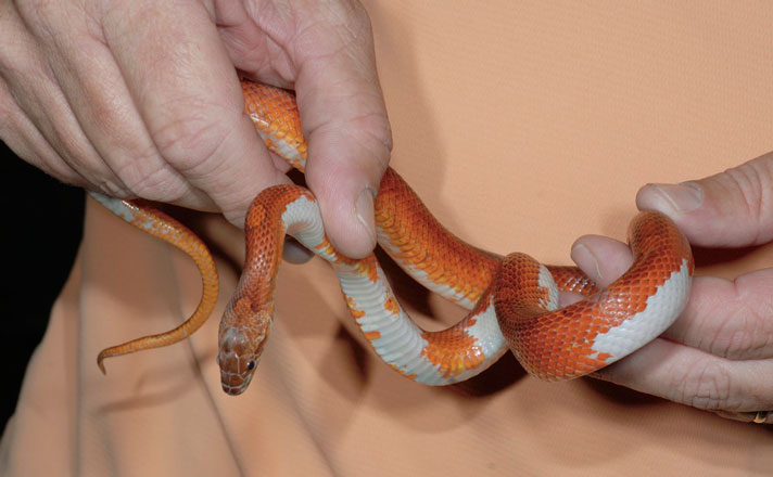 pied sided blood red corn snake