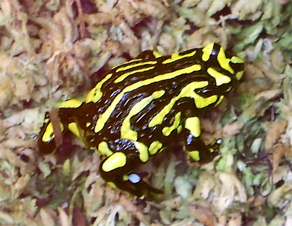 The southern corroboree frog Pseudophryne corroboree