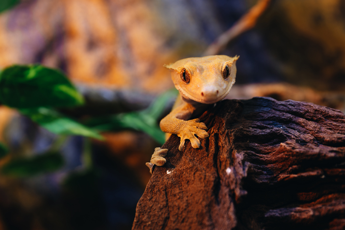 Crested gecko em madeira