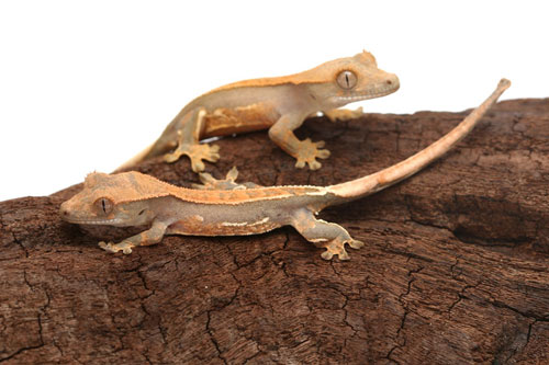 crested gecko