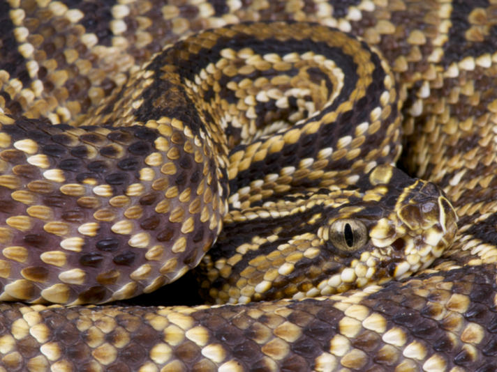 South American rattlesnake